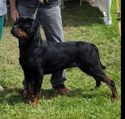 Étalon Rottweiler - Uhaïna Du Temple D'Adranos