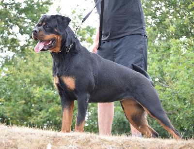 Étalon Rottweiler - Vanille Vom Hause Matterhorn