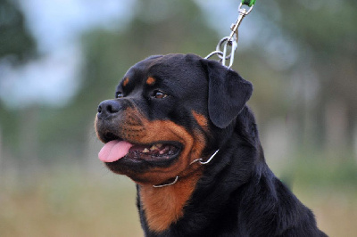 Étalon Rottweiler - CH. E'vita from house rotvis