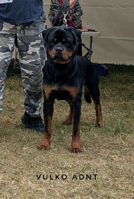 Étalon Rottweiler - J-ch. vulko Aus Dem Nithea Tal