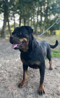Étalon Rottweiler - Roxane Des Gardiens De Malorius