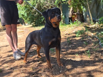 Étalon Rottweiler - Ulinka Du Règne Mk La Belle Ame