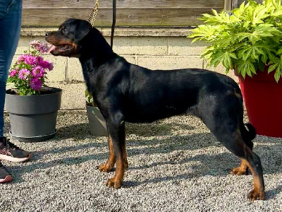 Étalon Rottweiler - Tina De La Vallée Des Glaciers