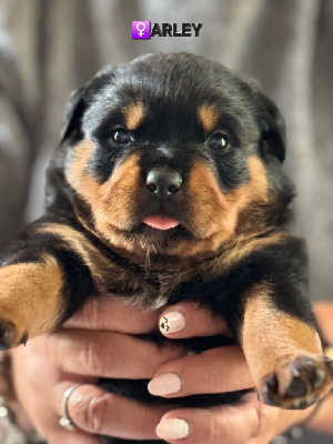 Étalon Rottweiler - Arley De La Vallée Du Feu D'Opale