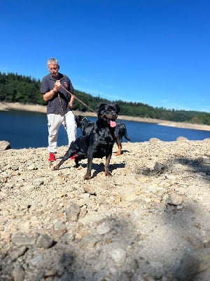 Étalon Rottweiler - Shivaz Des Princes De L'albinol