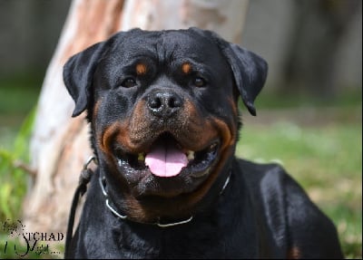 CH. Medal of Honor Tchad