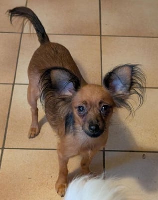 Étalon Russkiy Toy (Petit Chien Russe) - Uta By Bidule