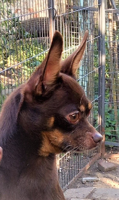 Étalon Russkiy Toy (Petit Chien Russe) - CH. Severniy dit chti'russe By Bidule