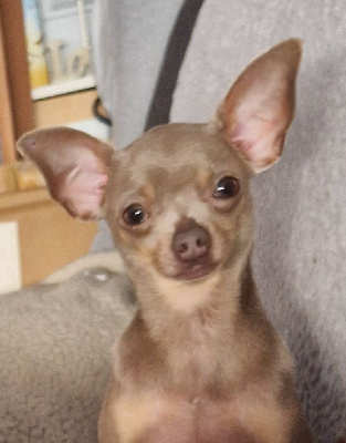 Étalon Russkiy Toy (Petit Chien Russe) - CH. Ushak solnechnyy siren Des Hibiscus D'Azur