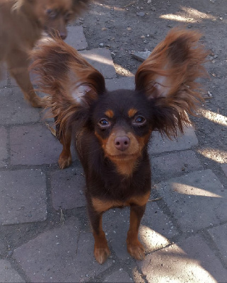 Étalon Russkiy Toy (Petit Chien Russe) - Veda By Bidule