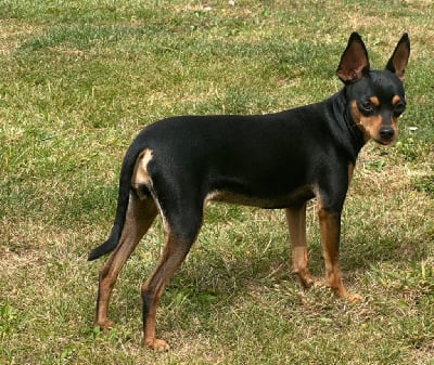 Étalon Russkiy Toy (Petit Chien Russe) - Ubya egosa Des Dunes De Keremma