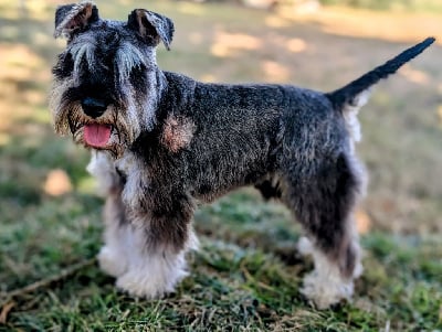 Étalon Schnauzer miniature - Ukrainian star de la Vallee de Buire