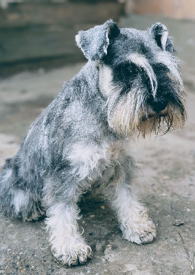 nova belle Gigi