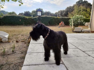 Étalon Schnauzer miniature - Vickie De Tierra Lemi