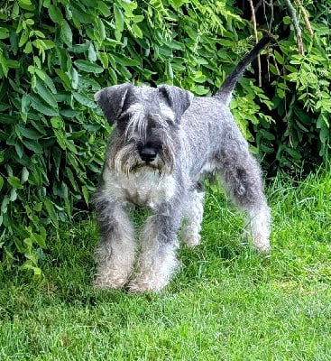 Étalon Schnauzer miniature - Vidocq De la vallée sacré