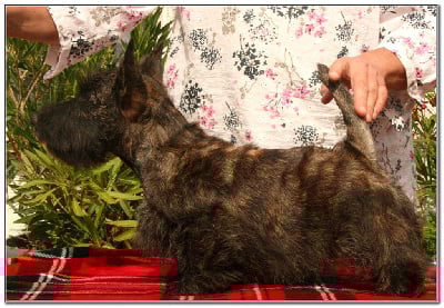 Étalon Scottish Terrier - Alias du Clan des Petits Colonels