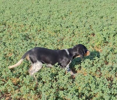 Étalon Setter Anglais - Astine De La Source De Salbart