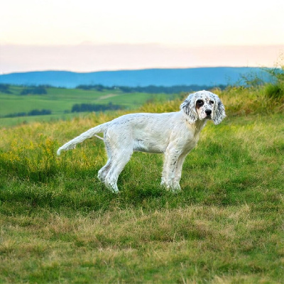 Étalon Setter Anglais - Vega Des Rives De L'Ady