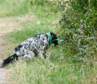 Étalon Setter Anglais - Uno dit ultime du bandou de couffins