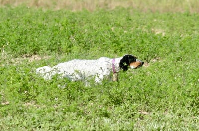 Étalon Setter Anglais - Ventoux du pilier des masques