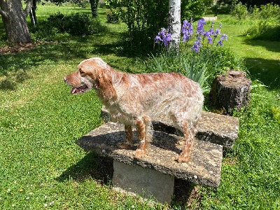 Étalon Setter Anglais - Syrah de champargogne