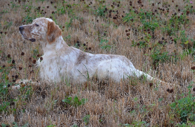 Étalon Setter Anglais - Vilno de Neyanc