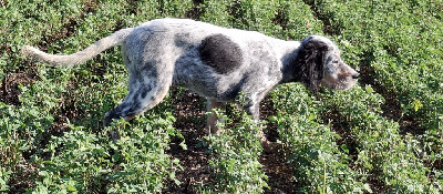 Étalon Setter Anglais - April De La Source De Salbart