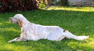 Étalon Setter Anglais - TR. Unna des Pays de Loire