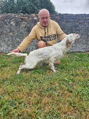 Étalon Setter Anglais - Sioux Du petit vignemale