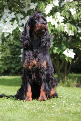 Étalon Setter Gordon - Xclusiv bel-ami Du Roux-miroir