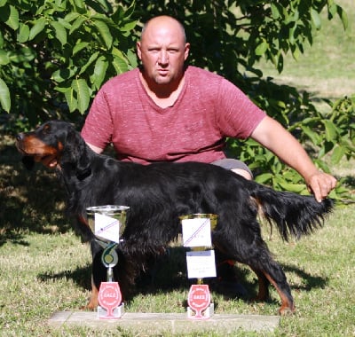 Étalon Setter Gordon - Du Mas De Jeauffroide Naia