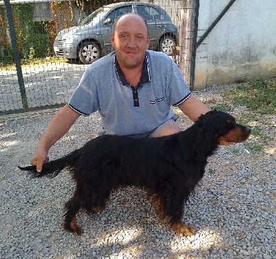 Étalon Setter Gordon - Du Mas De Jeauffroide Pinkie