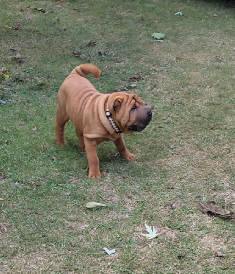 Étalon Shar Pei - Abby De L'Esprit De Buchido