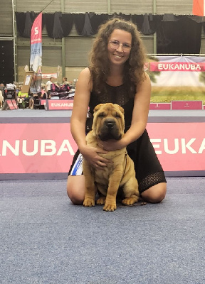 Étalon Shar Pei - Ave caesar angelo custos du grain de beauté