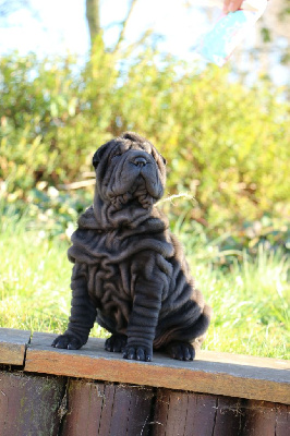 Étalon Shar Pei - Arc-en ciel du grain de beauté