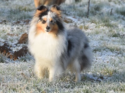 Étalon Shetland Sheepdog - Under the same sun des Collines de Sagne