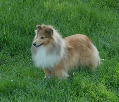 Étalon Shetland Sheepdog - De La Nit Lilith