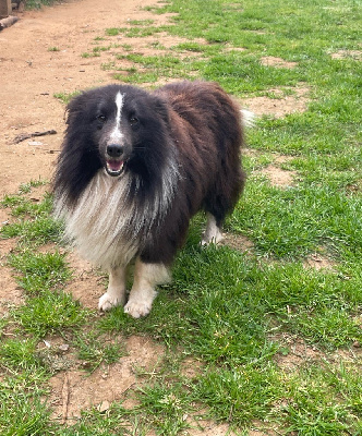Étalon Shetland Sheepdog - Remus De la foret des reves bleus