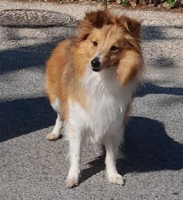 Étalon Shetland Sheepdog - Upsy Des Berges De La Droude