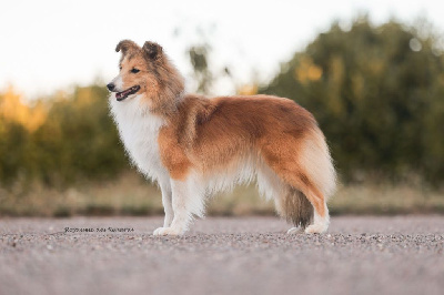 Étalon Shetland Sheepdog - Raya - reborn in the light Du Royaume Des Renards