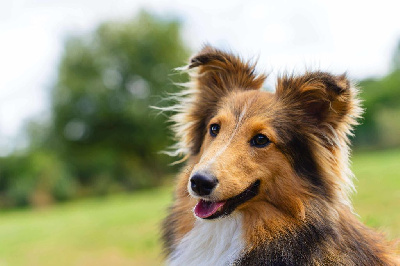 Étalon Shetland Sheepdog - Atlas dit aïro darwin Des Petites Lucioles