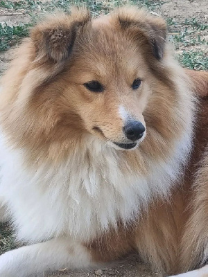 Étalon Shetland Sheepdog - True flower-of-scotland Of Biotiful Gems