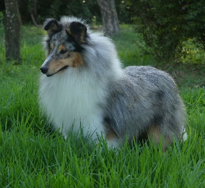 Étalon Shetland Sheepdog - Blue witch Van gogh