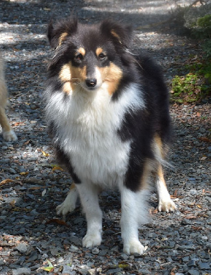 Étalon Shetland Sheepdog - Ulane noire De la combe berail