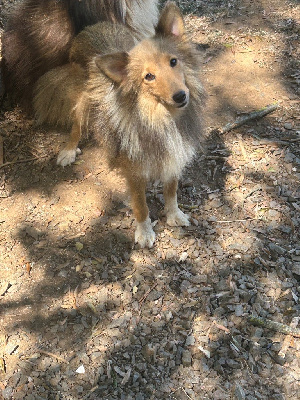 Étalon Shetland Sheepdog - Twinny du Domaine Du Chigny