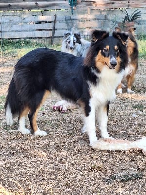 Étalon Shetland Sheepdog - Veya noire De la combe berail