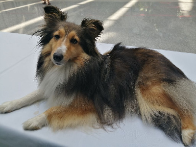 Étalon Shetland Sheepdog - Siouxsie (Sans Affixe)