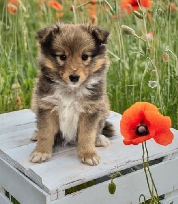 Étalon Shetland Sheepdog - All star takka de La Lune De Feu