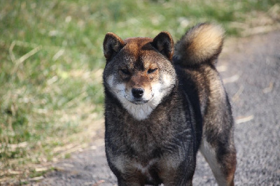 Étalon Shiba - Allaikha's Vaiana