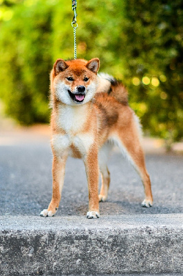 Étalon Shiba - Muryokusho Vellar arya bjartlamina